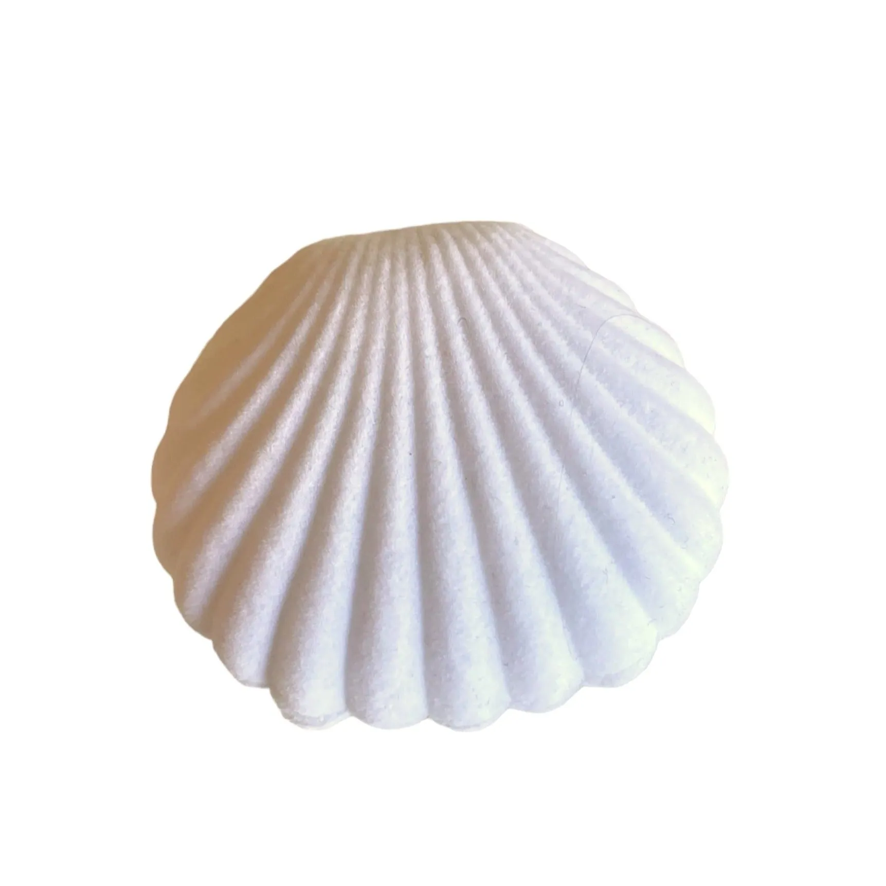 Seashell Earrings